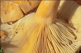 Lactarius porninsis image