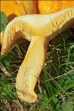 Lactarius porninsis image