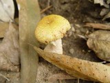 Armillaria gallica image
