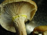 Armillaria gallica image