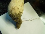 Armillaria gallica image