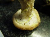 Armillaria gallica image