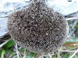 Hexagonia hydnoides image