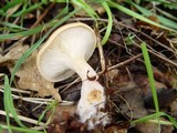 Clitocybe flaccida image