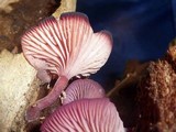 Callistosporium terrigenum image