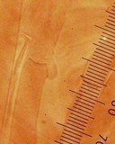 Pluteus primus image