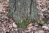 Anaptychia palmulata image