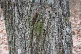 Anaptychia palmulata image