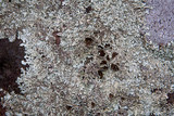 Xanthoparmelia stenophylla image
