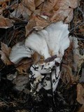 Jahnoporus hirtus image
