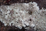 Xanthoparmelia stenophylla image