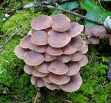 Gymnopus acervatus image
