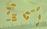 Gymnopus acervatus image