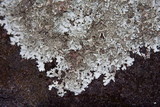 Xanthoparmelia stenophylla image