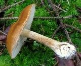 Cortinarius polymorphus image