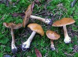 Cortinarius polymorphus image