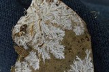 Chorioactis geaster image