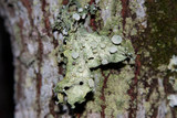 Ramalina americana image
