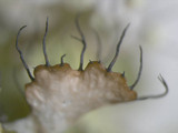 Parmotrema hypotropum image