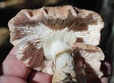 Armillaria solidipes image