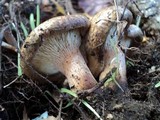 Paxillus involutus image