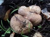 Paxillus involutus image