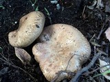 Paxillus involutus image