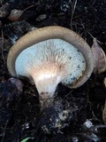 Paxillus involutus image