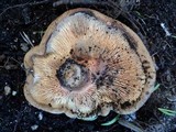 Paxillus involutus image