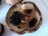 Paxillus involutus image