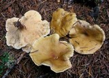 Hygrophoropsis aurantiaca image