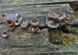 Pachyella clypeata image