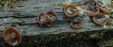 Pachyella clypeata image