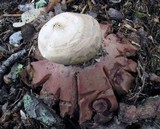 Geastrum rufescens image