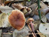 Armillaria nabsnona image