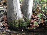 Armillaria nabsnona image