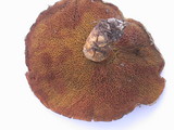Suillus caerulescens image