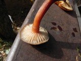 Armillaria nabsnona image