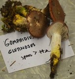 Gomphidius glutinosus image