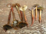 Phaeocollybia fallax image