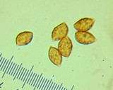 Phaeocollybia fallax image