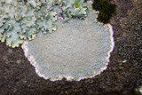 Ochrolechia yasudae image