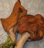 Gyromitra infula image