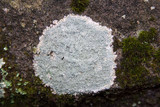 Ochrolechia yasudae image