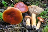 Lactarius substriatus image