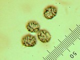 Lactarius substriatus image