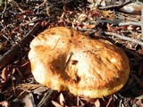 Suillus caerulescens image
