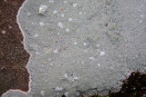 Ochrolechia yasudae image
