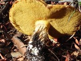 Suillus caerulescens image