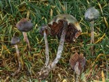 Psilocybe baeocystis image